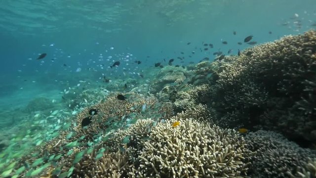 Underwater reef in Indonesia