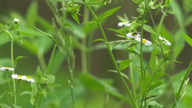 146 Plants-small white flowers and an insect