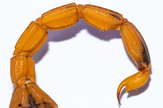 Caudal segments of Brazilian yellow scorpion, Tityus serrulatus, with detail view of stinger or aculeus. 
