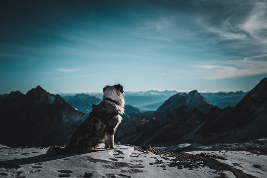 Dog on top of a mountain