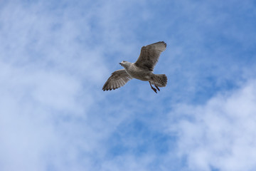 Seagull in flight