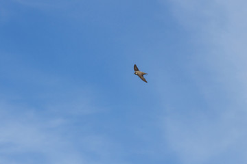 Pajaro vencejo de color gris volando en cielo azul