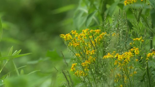 147 Plants-small yellow flowers and flies