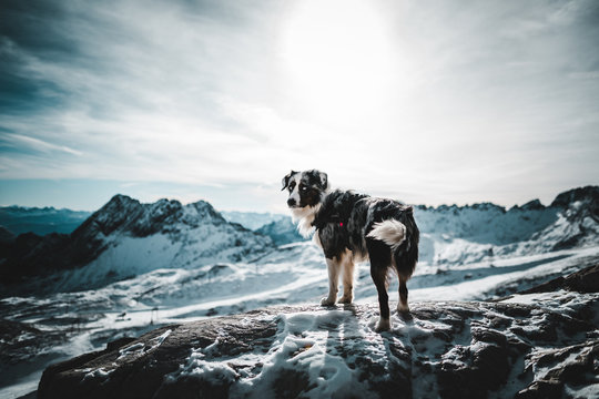 Dog on top of a mountain