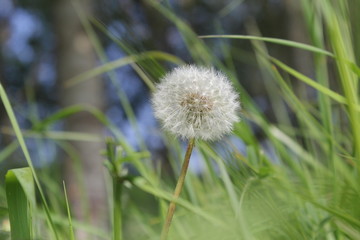 a white dandelion closeup in the fields in the countryside
