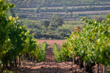 rows of green vineyard in a clay soil field and a big pine in the background in Valencia, Spain. Beautiful natural background