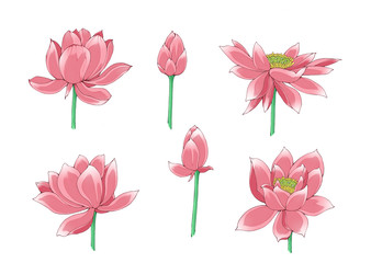 Illustration of lotus flowers, isolated.