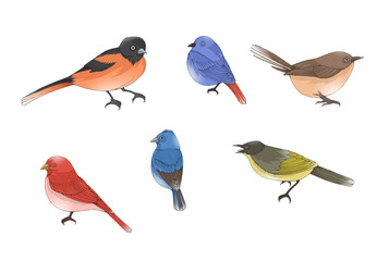 Colorful illustration of birds, isolated.