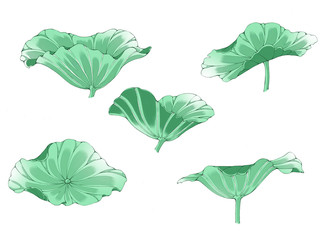 Colorful illustration of lotus leaves, isolated.