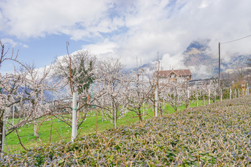 Fototapeta na wymiar Frühling in Südtirol