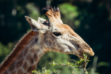 Giraffe eating leaves from thorn tree in africa