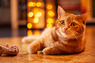 Getigerte rote Katze liegt vor Laterne und schaut in Kamera