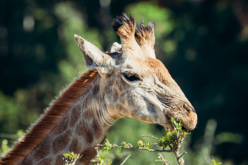 Giraffe eating leaves from thorn tree in africa