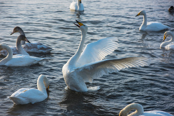 Fighting white whooping swans swimming in the nonfreezing winter lake. The place of wintering of swans, Altay, Siberia, Russia. © olinchuk