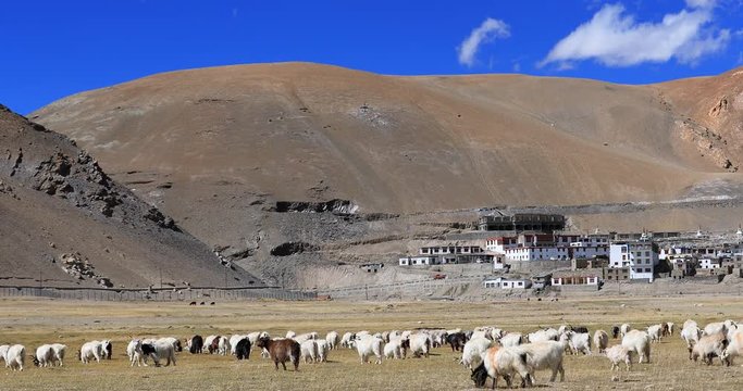 Ladakh rural scene. Pashmina goats near Korzok village in norh India, HImalaya mountains