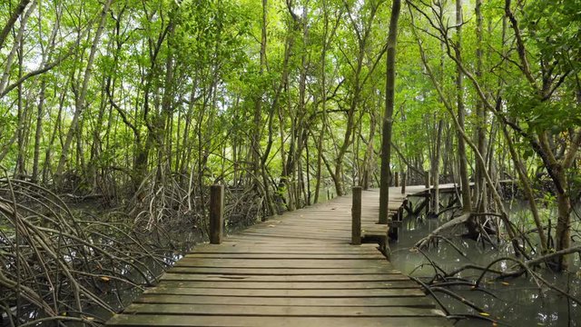 panning shot of wooden bridge in a mangrove forest at Tung Prong Thong, Rayong, Thailand
