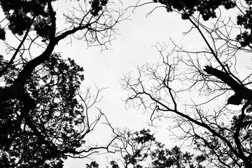 Fototapeta premium Looking up in Forest - Tree branches nature abstract - monochrome