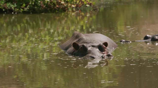 Hippopotamus in pond at wildlife park