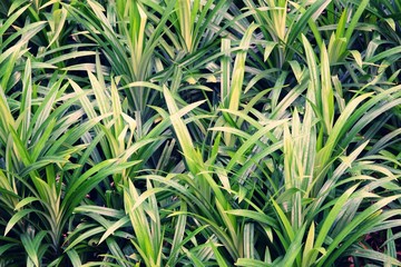 green leaf pattern background texture