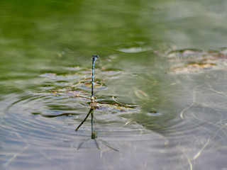 Damselflies (Erythromma lindenii (Selys, 1840)) mating and laying eggs in a pond in the Sierra de Enguera, Spain