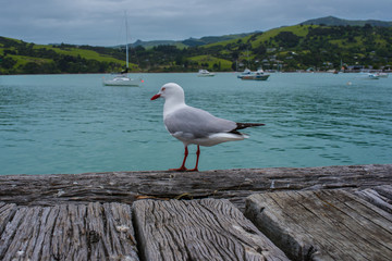 AKAROA, NEW ZEALAND