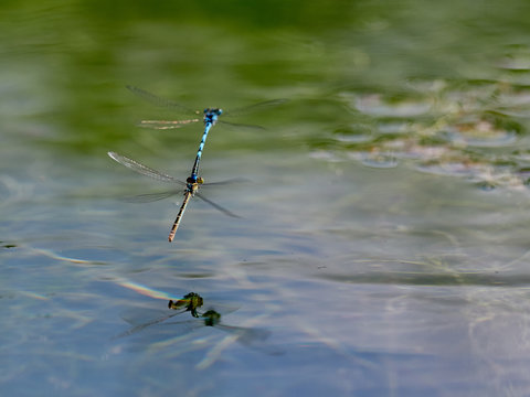 Damselflies (Erythromma lindenii (Selys, 1840)) mating and laying eggs in a pond in the Sierra de Enguera, Spain
