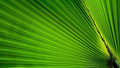 Obraz premium Lines and textures of green palm leaves