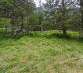 Panoramic view of a coniferous forest in the mountains.