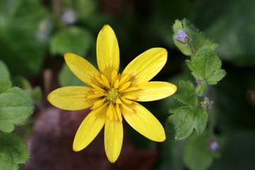 Lesser Celandine flower