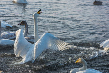 Fighting white whooping swans swimming in the nonfreezing winter lake. The place of wintering of swans, Altay, Siberia, Russia. © olinchuk