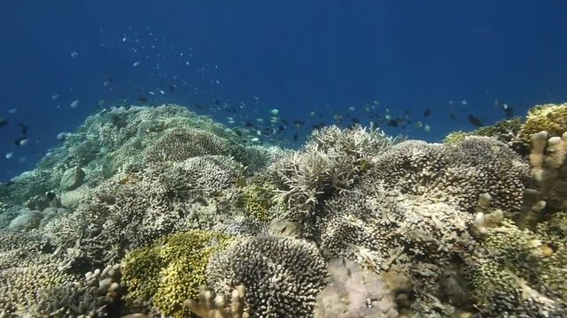 Healthy coral reef scene in Indonesia