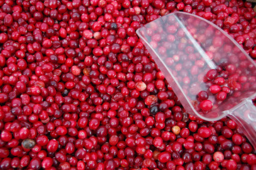 Mound of loose fresh cranberries with clear scoop 