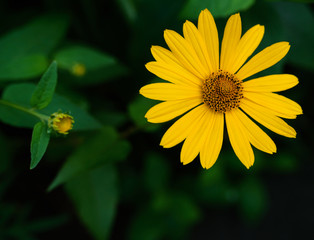 Heliopsis scabra yellow flower.