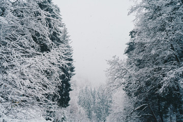 Trees covered with snow in the winter forest. Gloomy weather