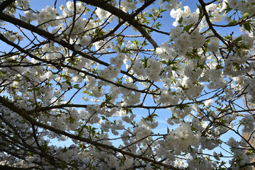Printemps radieux