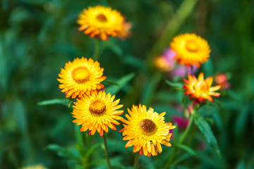Straw flower of colourful beautiful on green grass nature in a spring garden.
