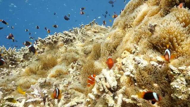 Clownfish on coral reef in anemone in Indonesia