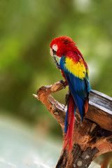 Fototapeta na wymiar Parrot in Mexico