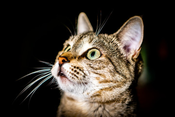 Obraz premium portrait of a cat
