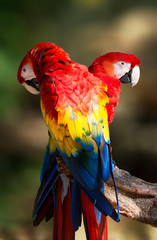 Fototapeta na wymiar Parrots in Mexico