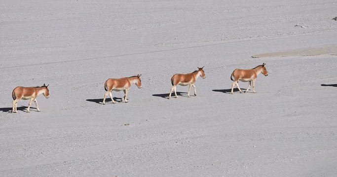 Family of Kiangs Tibetan wild asses travel through high altitude desert in Himalaya highlands, Ladakh, northern India