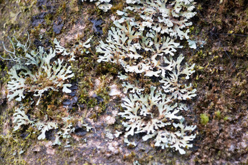 mos and fern on big tree