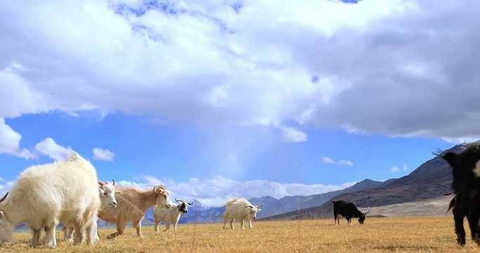 Pashmina wool goats graze on highland valley in Himalayas, Ladakh, northern India