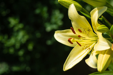 Obraz premium the flower as a part of the nature gives you summer mood