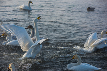 Fighting white whooping swans swimming in the nonfreezing winter lake. The place of wintering of swans, Altay, Siberia, Russia. © olinchuk
