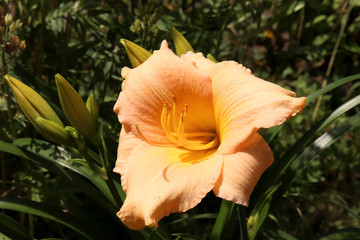 Fototapeta premium Luxury flower daylily in the garden close-up.A daylily is a flowering plant in the genus Hemerocallis.Edible flower. Daylilies are perennial plants. They only bloom for 24 hours.