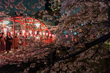 満開の夜桜と橋