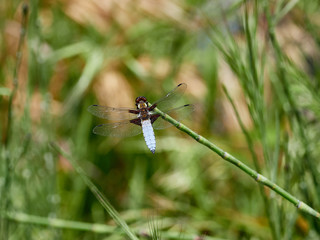 Flat-bellied dragonfly (Libellula depressa), anisoptera odonate of the family Libellulidae Near a fountain in the Sierra de Enguera, Spain