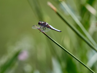 Flat-bellied dragonfly (Libellula depressa), anisoptera odonate of the family Libellulidae Near a fountain in the Sierra de Enguera, Spain