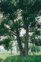 Fototapeta premium a tall tree with lush green foliage